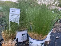 Attēlu rezultāti vaicājumam “Najas tenuissima leaf”