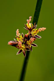 Attēlu rezultāti vaicājumam “Juncus balticus”