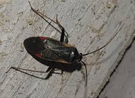 Attēlu rezultāti vaicājumam “Adelphocoris seticornis”