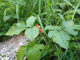 Attēlu rezultāti vaicājumam “Rubus saxatilis flower”