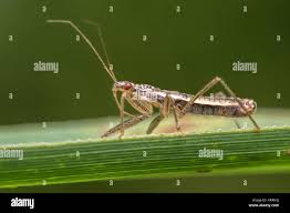 Attēlu rezultāti vaicājumam “Nabis limbatus”