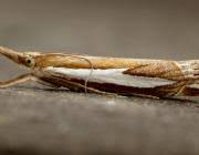 Attēlu rezultāti vaicājumam “Crambus hamella”