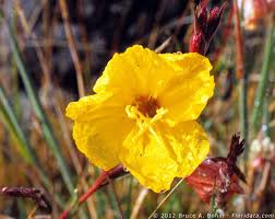 Attēlu rezultāti vaicājumam “Onagraceae”