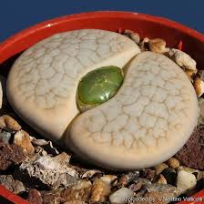 Attēlu rezultāti vaicājumam “Petractis sp.”