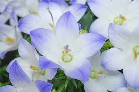 Image result for Campanula moesiaca