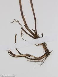 Attēlu rezultāti vaicājumam “Melica nutans leaf”