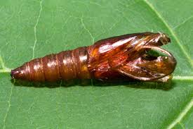 Attēlu rezultāti vaicājumam “Notocelia uddmanniana”