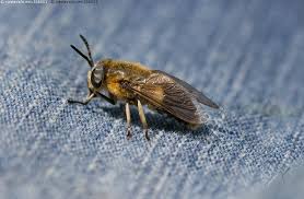 Attēlu rezultāti vaicājumam “Heptatoma pellucens”