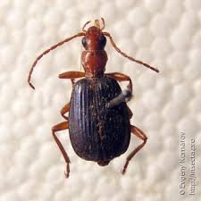 Attēlu rezultāti vaicājumam “Brachonyx pineti”