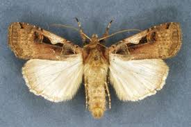 Attēlu rezultāti vaicājumam “Xestia c-nigrum”