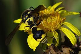 Attēlu rezultāti vaicājumam “Eumenes sp.”