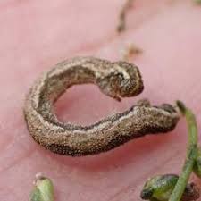 Attēlu rezultāti vaicājumam “Eupithecia succenturiata”