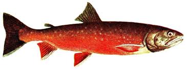 Image result for Salvelinus alpinus