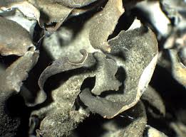 Attēlu rezultāti vaicājumam “Leptogium saturninum”