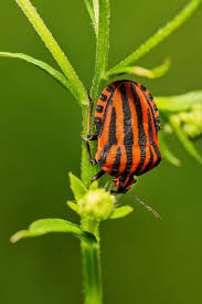 Attēlu rezultāti vaicājumam “Graphosoma lineatum imago”
