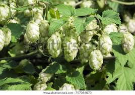 Attēlu rezultāti vaicājumam “Humulus lupulus fruit”