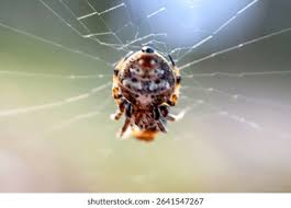 Attēlu rezultāti vaicājumam “Araneidae”