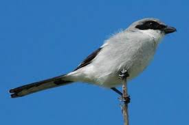 Attēlu rezultāti vaicājumam “Laniidae”