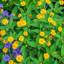 Attēlu rezultāti vaicājumam “Melampsoridium sp.”