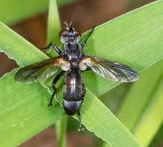 Attēlu rezultāti vaicājumam “Cylindromyia sp.”