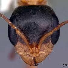 Attēlu rezultāti vaicājumam “Formicidae”