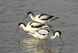 Attēlu rezultāti vaicājumam “Recurvirostra avosetta”