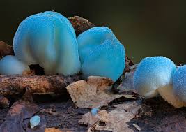 Attēlu rezultāti vaicājumam “fungi”