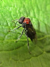 Attēlu rezultāti vaicājumam “Eriocampa ovata”