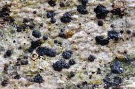 Attēlu rezultāti vaicājumam “Arthonia spadicea”