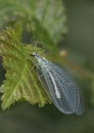 Attēlu rezultāti vaicājumam “Trioza dispar nymph”