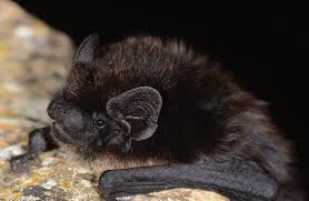 Attēlu rezultāti vaicājumam “Eptesicus nilssonii”