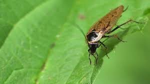 Attēlu rezultāti vaicājumam “Ectobius sylvestris female”