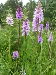 Attēlu rezultāti vaicājumam “Dactylorhiza”