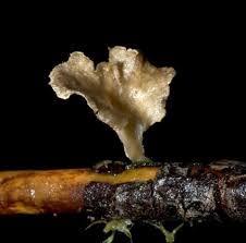 Attēlu rezultāti vaicājumam “Arrhenia spatulata”