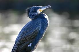 Image result for Phalacrocorax carbo