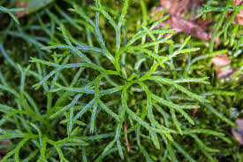 Attēlu rezultāti vaicājumam “Diphasium complanatum”