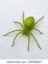 Attēlu rezultāti vaicājumam “Micrommata virescens”