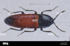 Attēlu rezultāti vaicājumam “Ampedus sp.”