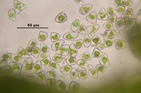 Attēlu rezultāti vaicājumam “Cephalozia lunulifolia”