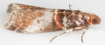 Attēlu rezultāti vaicājumam “Acrobasis advenella”