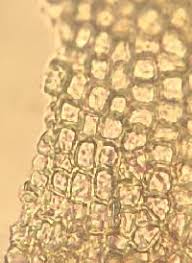 Attēlu rezultāti vaicājumam “Gymnostomum aeruginosum”