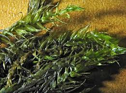 Attēlu rezultāti vaicājumam “Serpoleskea subtilis sporophyte”