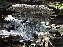 Attēlu rezultāti vaicājumam “Diderma rufostriatum sessile”