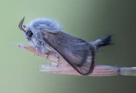 Attēlu rezultāti vaicājumam “Cossidae”