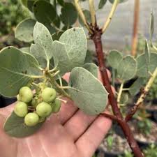 Attēlu rezultāti vaicājumam “Linnaea borealis fruit”
