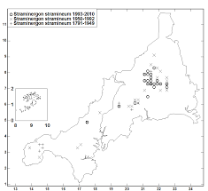 Attēlu rezultāti vaicājumam “Straminergon stramineum”