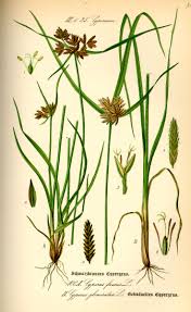 Attēlu rezultāti vaicājumam “Cyperaceae”