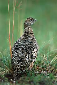 Image result for Lagopus lagopus