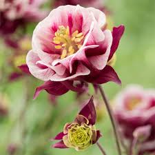 Image result for Aquilegia vulgaris
