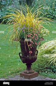 Attēlu rezultāti vaicājumam “Carex elata flower”